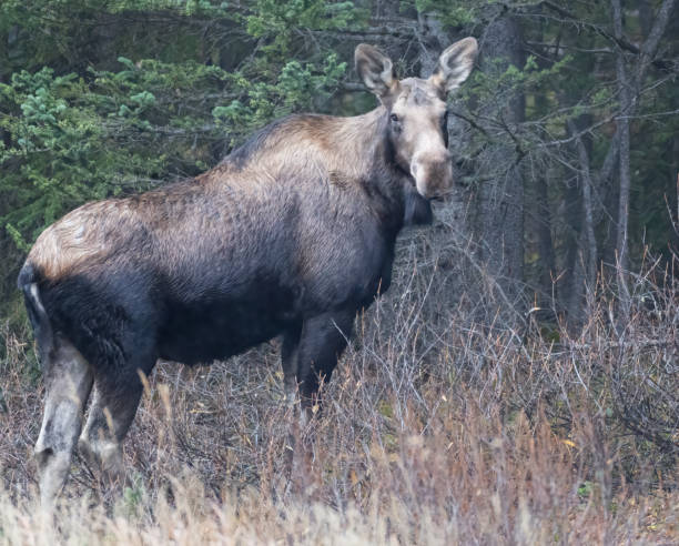 istock A cow moose standing in front of the forest 2182778161