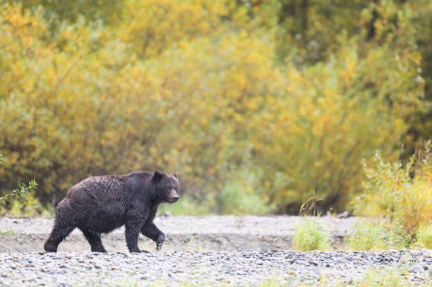 A grizzly bear walking along the forest in fall