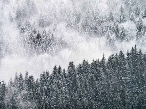 istock Heavy snow into the forest 2182780060
