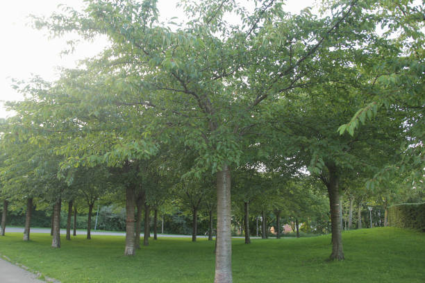 istock Green cherry trees garden in Copenhagen, Denmark 2182780078