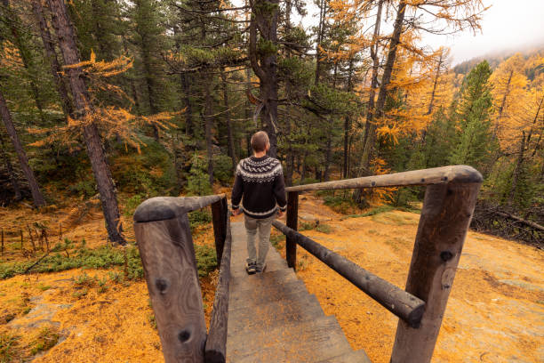 A person wearing a cozy sweater walks on a wooden bridge surrounded by vibrant autumn foliage in a dense forest. Tranquil nature scene.