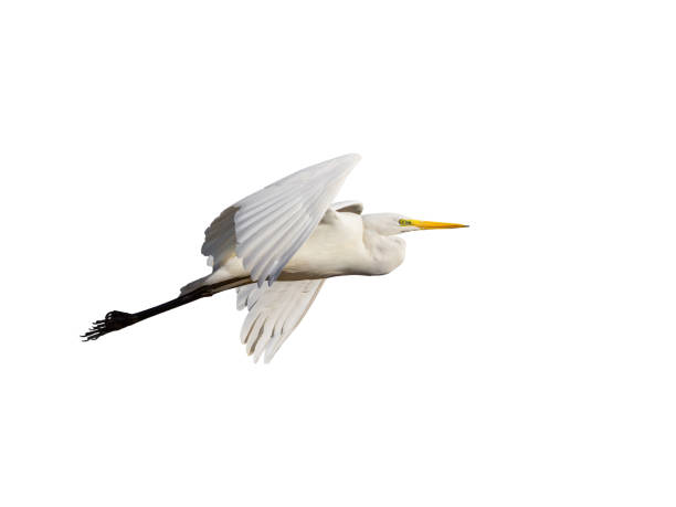 istock White little egret bird Egretta garzetta flying wings spread white background 2182780397