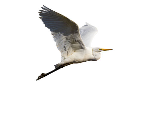 istock White little egret bird Egretta garzetta flying wings spread white background 2182780403