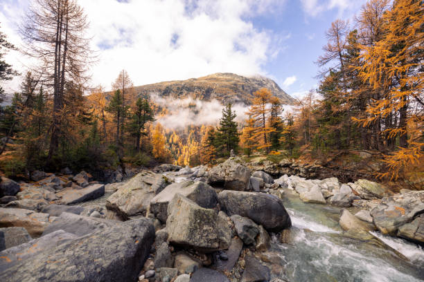 A clear mountain stream flows through rocky terrain surrounded by vibrant autumn trees, with a small waterfall and misty forested hills in the background.