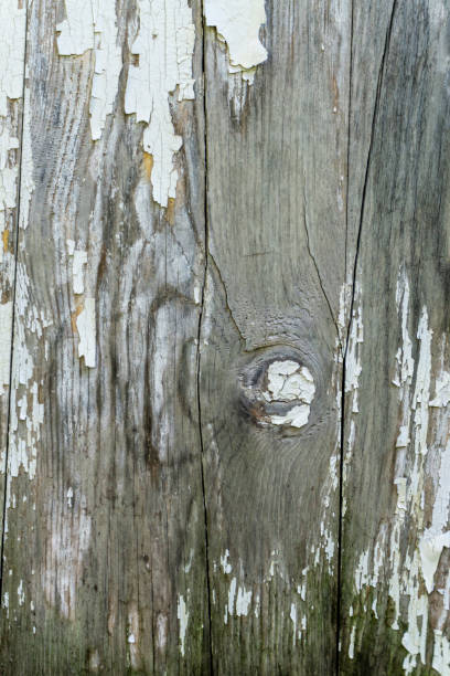 istock Dry weathered boards with cracks and knots, partially covered with peeling white paint 2182781169