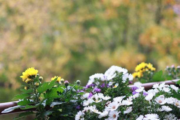 White and yellow chrysanthemum on the balcony