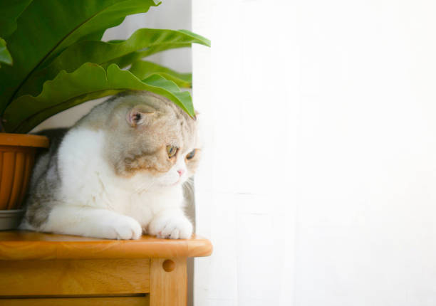 Charming chubby cat lying by the window and watching something, framed by bright white curtains with copy space