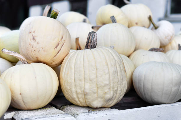 istock White colored pumpkins at market 2182787169