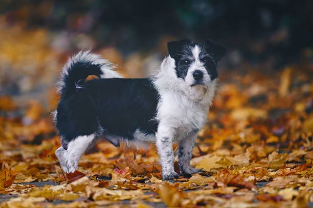 A cute black and white puppy standing on a bed of autumn leaves in a park setting.