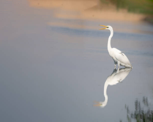 istock GREAT EGRET STANDS IN SHALLOW WATER FISHING REFLECTION 2182789696