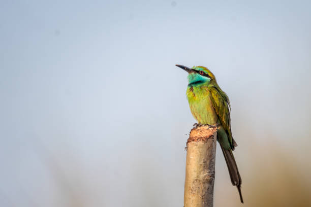 BEE EATER BIRD PERCHED ON A STEM SPACE TO ADD YOUR TEXT