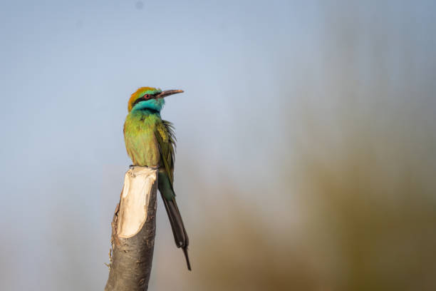 istock BEE EATER BIRD PERCHED ON A STEM SPACE TO ADD YOUR TEXT 2182789820