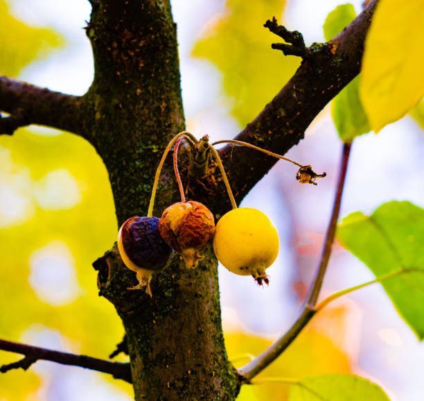 Three paradise apples on a tree branch, two wrinkled and one fresh, yellow, against a background of blurred green and yellow foliage, creating a contrast with the fruits.