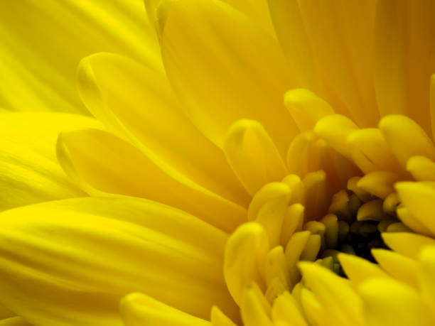 istock Yellow flower, petals close-up 2182790716