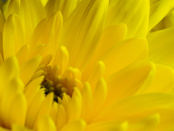 istock Yellow flower, petals close-up 2182790726