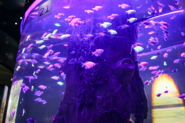 Expositions of the Moscow Oceanarium in the Rio shopping center.