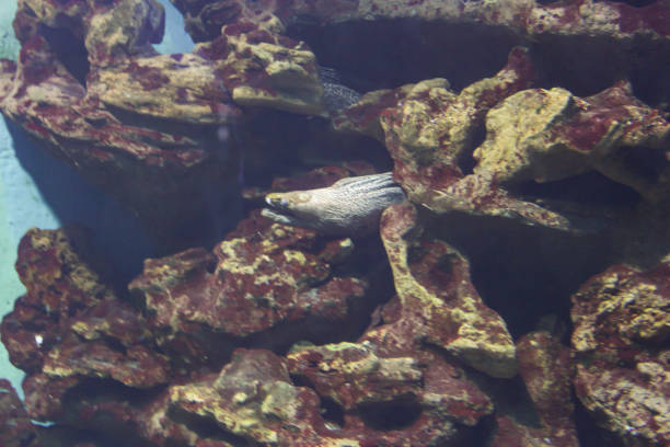 istock A moray eel living in rocks. 2182791745