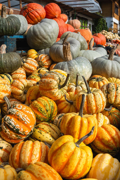 istock Colorful Collection of Winter Squash: Sweet Dumpling 2182791748