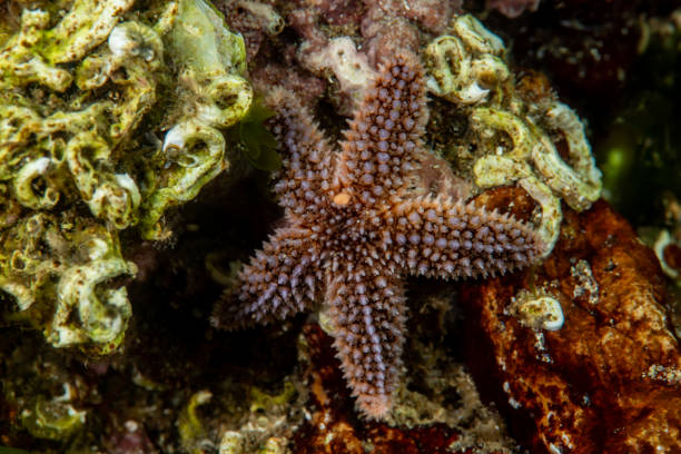 istock starfish - Asteriidae - Asterias rubens 2182792442