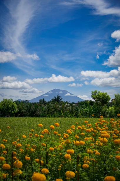 istock Vibrant landscape with yellow flowers and mountain. 2182795841