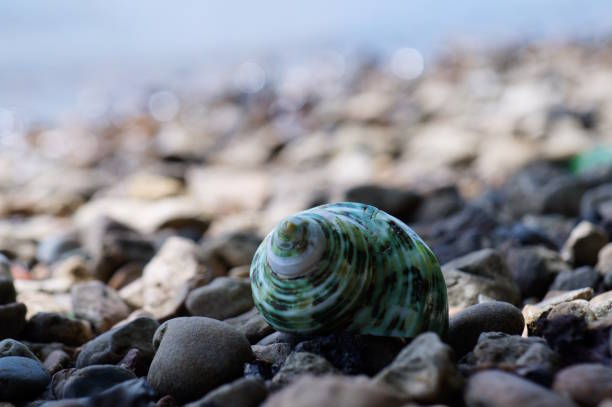 Sea shells on background of small pebbles. Summer concept
