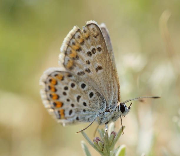 istock A beautiful little butterfly on a flower. Beautiful insects. 2182796573