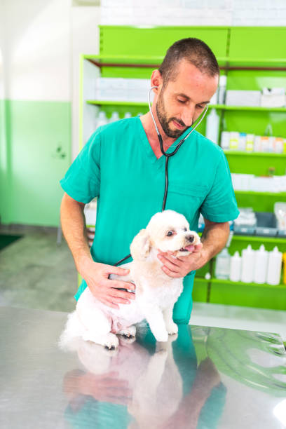 istock Veterinarian examining a small dog with a stethoscope 2182797138