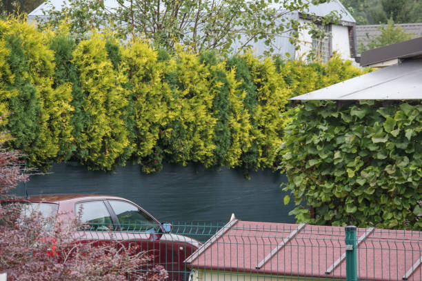 istock .a red car parked next to a decorative coniferous fence 2182797498