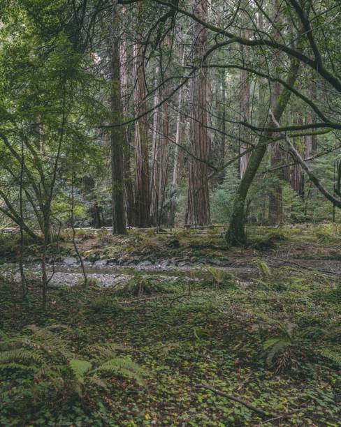 Lush forest landscape with towering trees and a serene stream flowing through dense greenery.