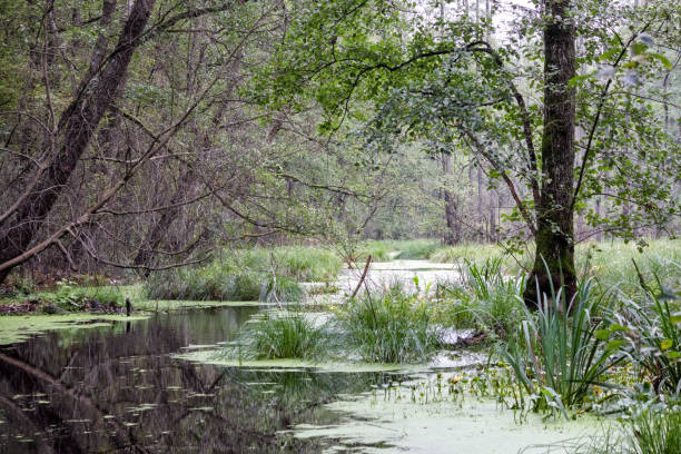 istock .reflection of trees in marshy water 2182798535