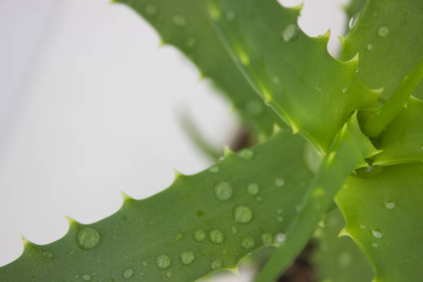 istock Close-up of aloe vera leaf with water droplets 2182799656