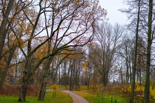 Trees in the autumn park