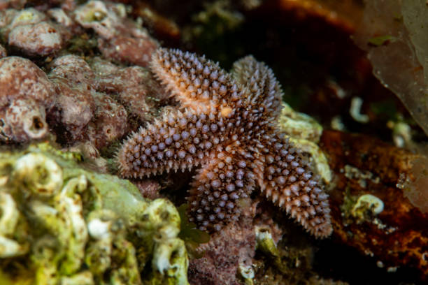 istock starfish - Asteriidae - Asterias rubens 2182801087