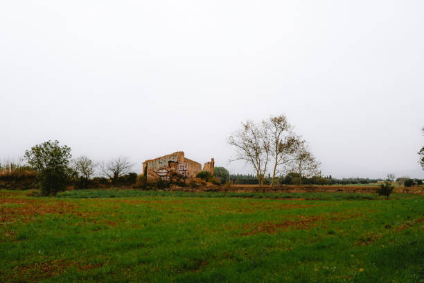 An old, abandoned house is completely overgrown with lush green ivy under a bright blue sky with white clouds.