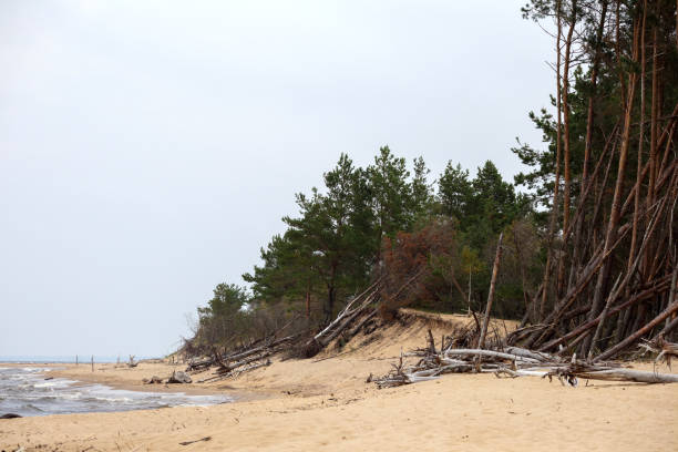 pine tree trunks felled by a storm on the beach