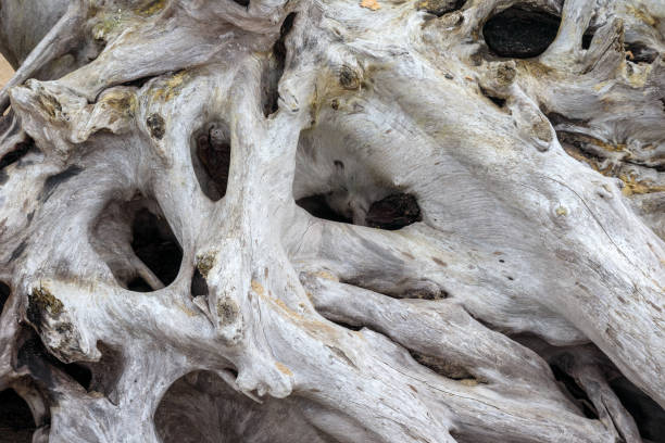 istock .an old tree stump without bark in gray color 2182804992