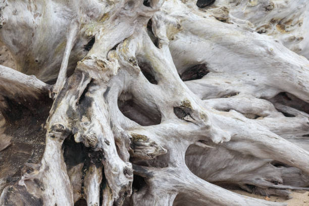 istock .an old tree stump without bark in gray color 2182804994