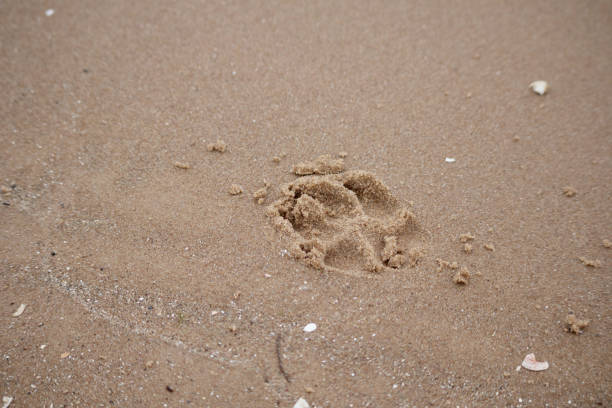 animal footprint in the sand