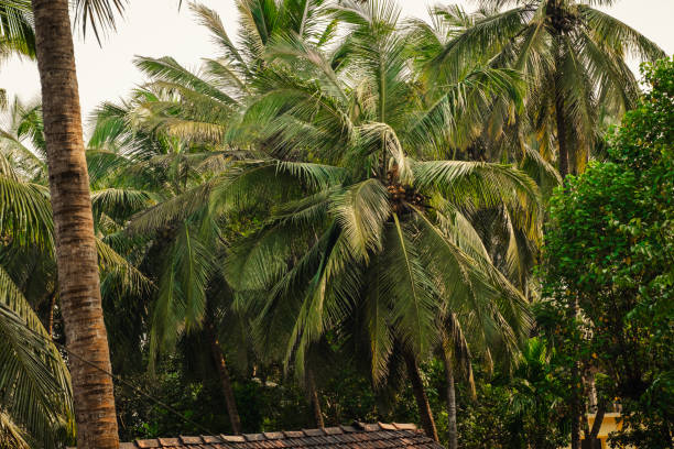 A lush palm grove in Cape Town, Western Cape, South Africa. Sunlight filters through a tangle of tall palm trunks and green fronds, creating a vivid, tropical atmosphere perfect for nature, travel, and outdoor lifestyle themes in the Cape Town region.