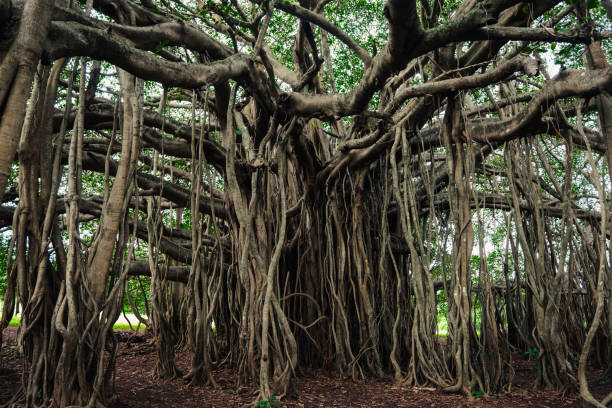 istock Big green banyan tree in the forest 2182805950