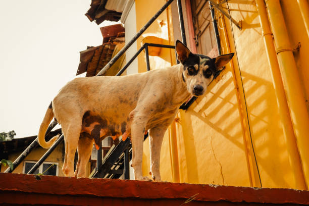 istock Funny black and white dog on the yellow sunny background 2182806773