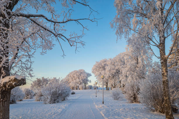 snow-covered trees in the park in winter against a blue sky background