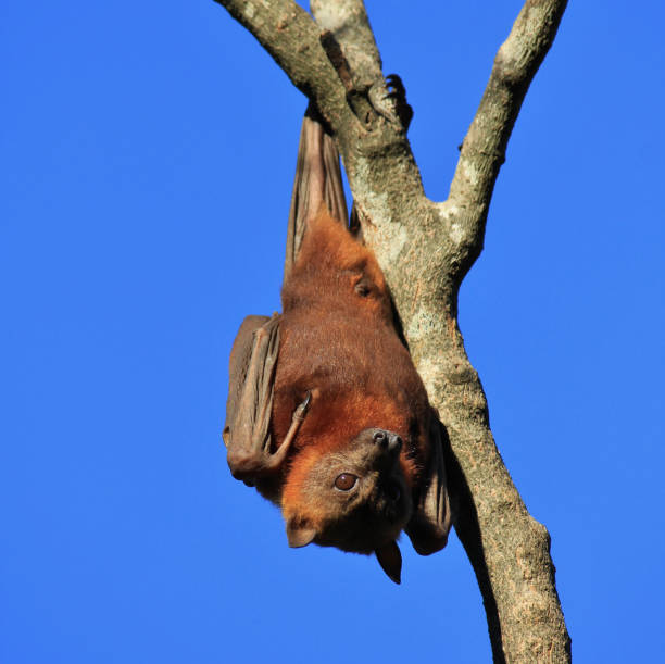 Fruit bat resting on a tree, Port Macquarie, Australia.