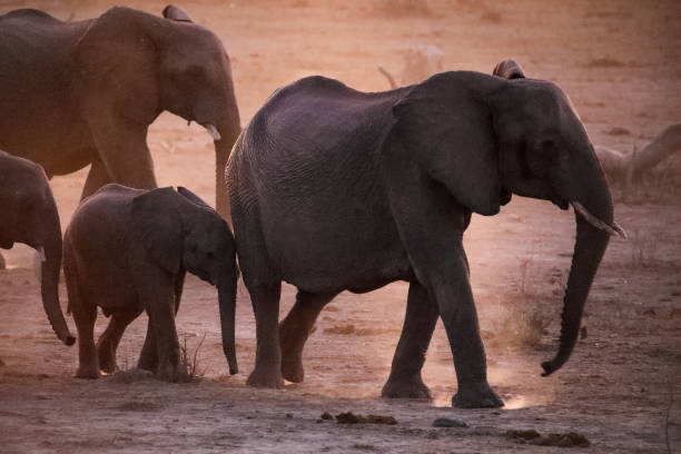 istock Take me to the water, Chobe 2182811319