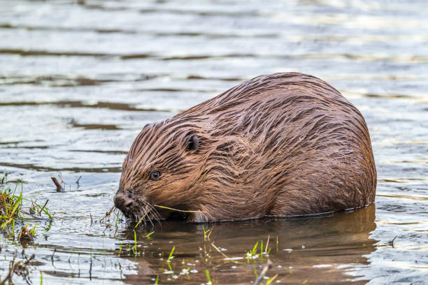 istock Beaver in the wild feeding and cleaing its fur 2182814112