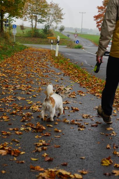 istock Autumn Walk with Jack Russell on Reflective Leash 2182814174