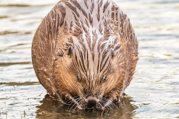 istock Beaver in the wild feeding and cleaing its fur 2182814253