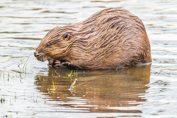 istock Beaver in the wild feeding and cleaing its fur 2182814286