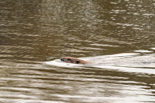 Eurasian beaver (Castor fiber) swimming in the city canal in the city of Zwolle in Overijssel during a winter morning.