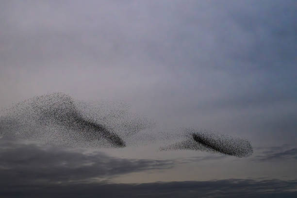 istock Starling murmuration during sunset at the end of the day 2182814359